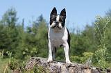 BOSTON TERRIER 001